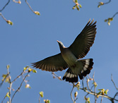 Holub hřivnáč - Columba palumbus