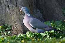 Holub hřivnáč - Columba palumbus