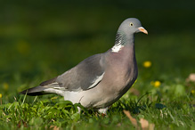 Holub hřivnáč - Columba palumbus