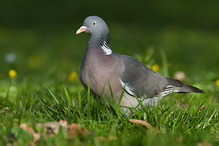 Holub hřivnáč - Columba palumbus