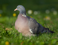 Holub hřivnáč - Columba palumbus