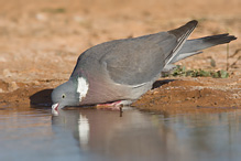 Holub hřivnáč - Columba palumbus