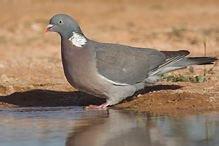 Holub hřivnáč - Columba palumbus