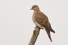 Turtle Dove - Streptopelia turtur