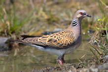 Turtle Dove - Streptopelia turtur