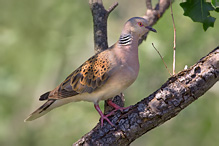 Turtle Dove - Streptopelia turtur