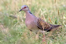 Turtle Dove - Streptopelia turtur