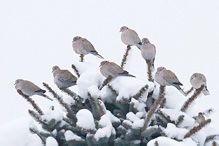 Hrdlička zahradní - Streptopelia decaocto