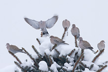 Hrdlička zahradní - Streptopelia decaocto