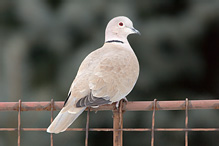 Hrdlička zahradní - Streptopelia decaocto