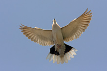 Collared Dove - Streptopelia decaocto