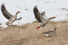 Greyland Goose - Anser anser