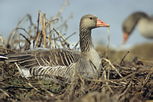 Greyland Goose - Anser anser