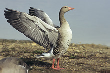 Greyland Goose