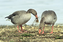 Greyland Goose - Anser anser