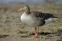 Greyland Goose - Anser anser