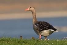 Greyland Goose - Anser anser