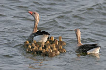 Greyland Goose - Anser anser