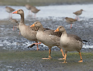 Greyland Goose - Anser anser