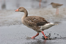 Greyland Goose - Anser anser