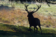 Jelen lesní - Cervus elaphus