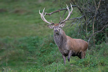 Jelen lesní - Cervus elaphus