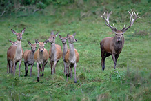 Jelen lesní - Cervus elaphus