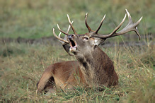 Red Deer - Cervus elaphus