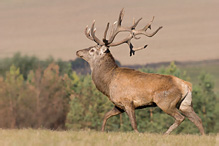 Jelen lesní - Cervus elaphus