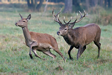 Jelen lesní - Cervus elaphus