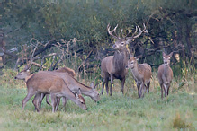 Red Deer - Cervus elaphus