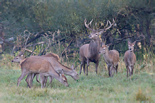 Jelen lesní - Cervus elaphus