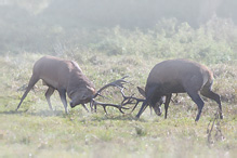 Jelen lesní - Cervus elaphus