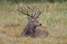 Jelen lesní - Cervus elaphus