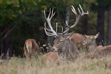 Jelen lesní - Cervus elaphus