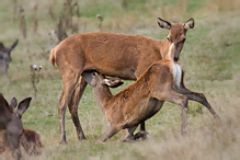 Jelen lesní - Cervus elaphus