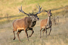 Jelen lesní - Cervus elaphus