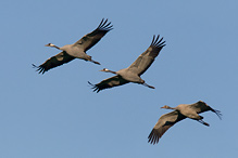 Jeřáb popelavý - Grus grus