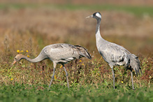 Jeřáb popelavý - Grus grus