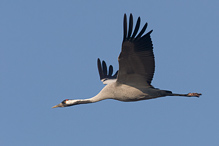 Jeřáb popelavý - Grus grus