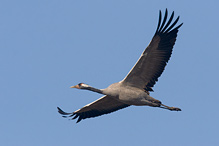 Jeřáb popelavý - Grus grus