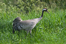 Jeřáb popelavý - Grus grus