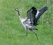 Jeřáb popelavý - Grus grus