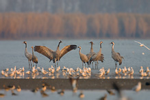 Jeřáb popelavý - Grus grus