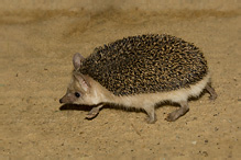 Long-eared Hedgehog - Hemiechinus auritus