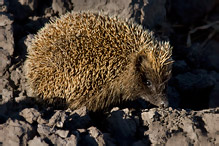 Eastern Hedgehog - Erinaceus concolor