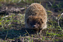 Eastern Hedgehog - Erinaceus concolor