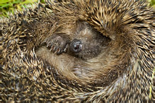 Western Hedgehog - Erinaceus europaeus