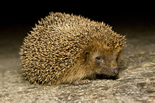 Western Hedgehog - Erinaceus europaeus