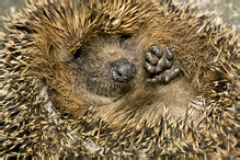 Western Hedgehog - Erinaceus europaeus